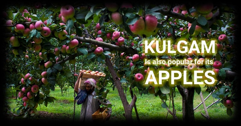 kulgam-apples_1 &nbs