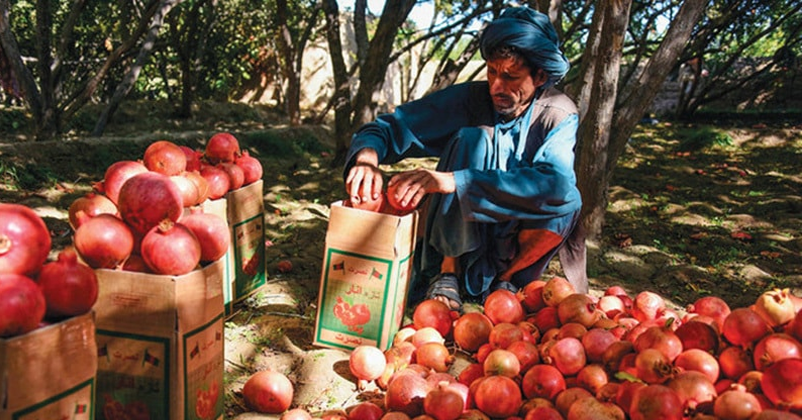 Afghan pomegranates_1&nbs