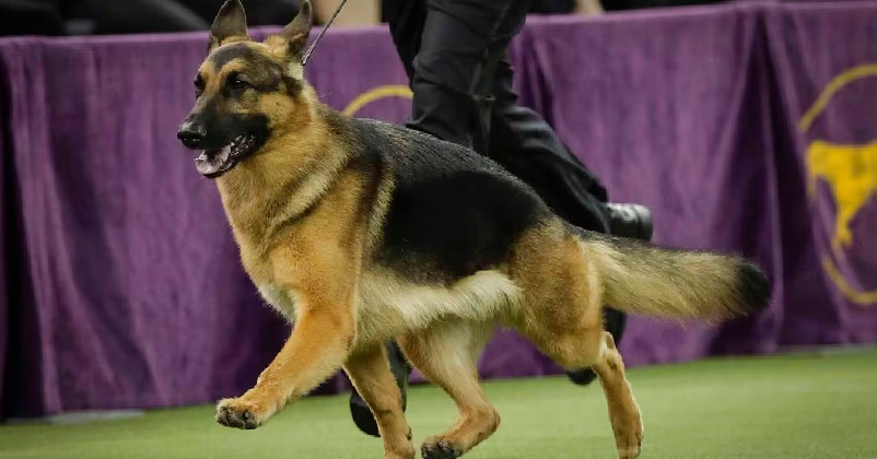 Indian army dog phantom Indian army dog phantom