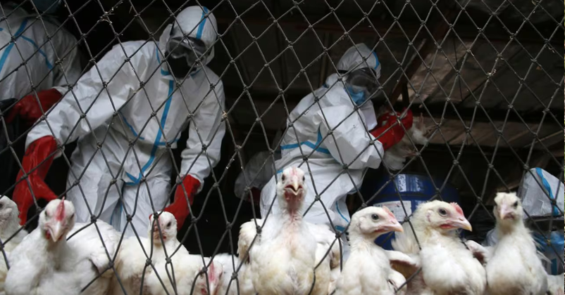 Scientists warn of lethal bird flu pandemic, says could be '100 times worse' than COVID