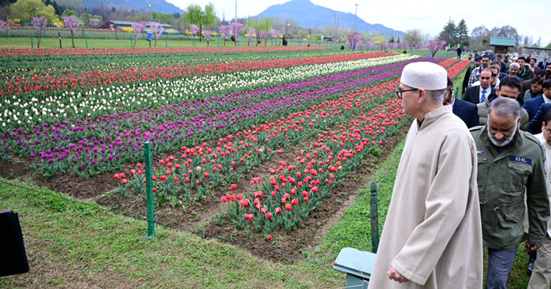 Tulip Garden Omar Abdullah