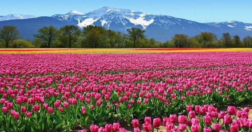 Tulip Garden Open Srinagar Jammu kashmir