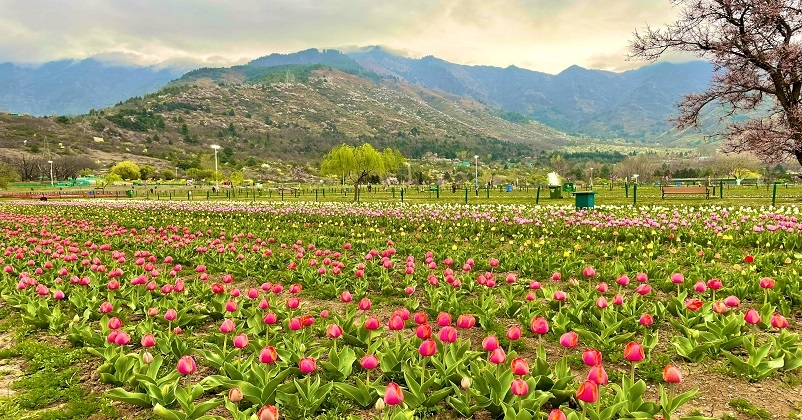 Tulip Garden Open Srinagar