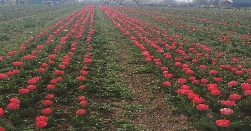 Tulip Garden Srinagar