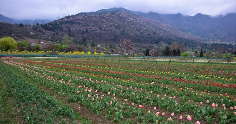 Tulip Garden